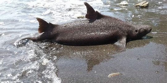 kejadian aneh saat ibadah haji Jeffry temukan ikan aneh saat berenang di Teluk Manado kejadian aneh saat ibadah haji Jeffry temukan ikan aneh saat berenang di Teluk Manado