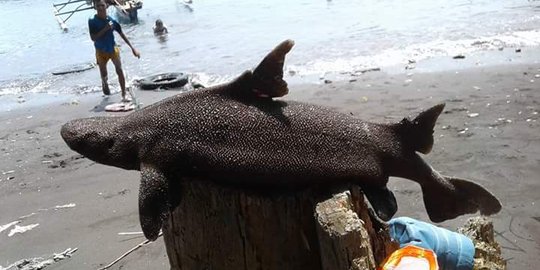 Penampakan ikan aneh yang gegerkan warga Manado