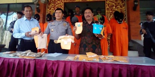 Tanam pohon ganja di ember bekas, tiga bersaudara dibekuk polisi