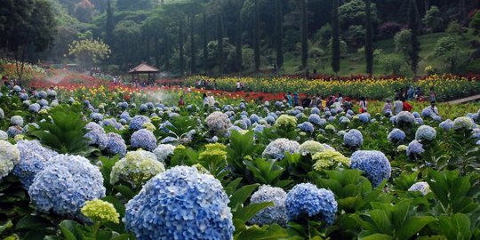 7 Taman bunga tercantik Indonesia, tak kalah dari Kekeunhof Belanda