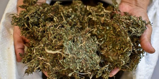 Simpan 10 kilogram ganja, Murdani dikurung 15 tahun penjara