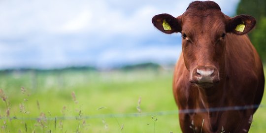 bali setubuhi sapi dihukum warga dengan cara adat rev2