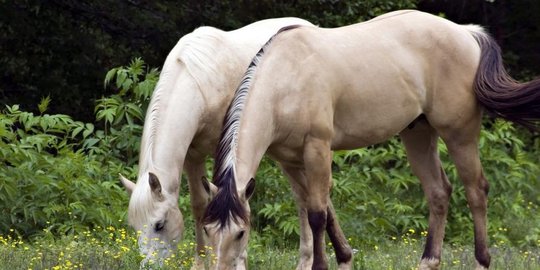 kuda pria ini dikurung