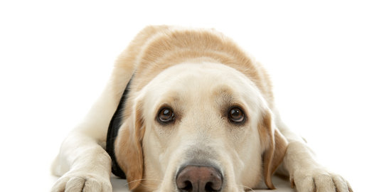 berulang kali pria dibui 15 tahun rev2