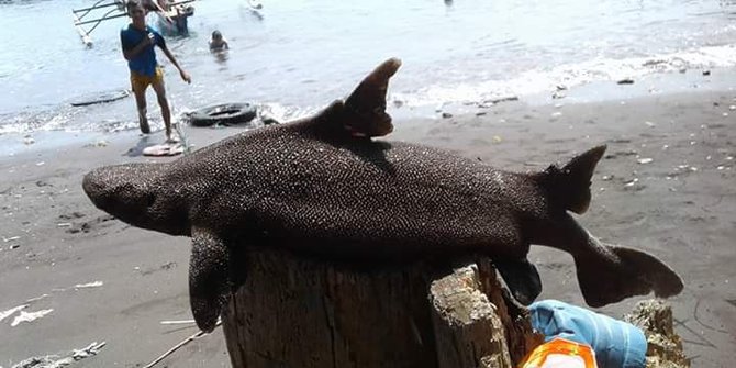 Ikan Terbesar Di Dunia Alligator Temuan ikan langka di Manado hebohkan dunia penelitian 