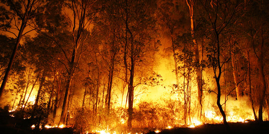 Kasus kebakaran hutan di Riau, KLHK menang atas PT NSP