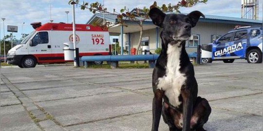 Anjing ini enggan tinggalkan rumah sakit tempat majikannya meninggal