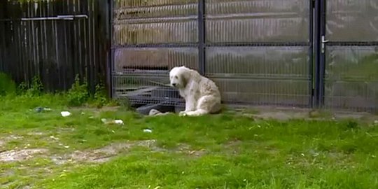 lima tahun lalu anjing ini tetap setia menunggu rev3