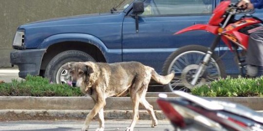 sudah meninggal anjing ini tetap senia menanti rev3