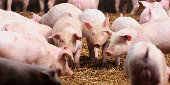 BPS: Ekspor babi hidup ke Singapura naik 11 persen