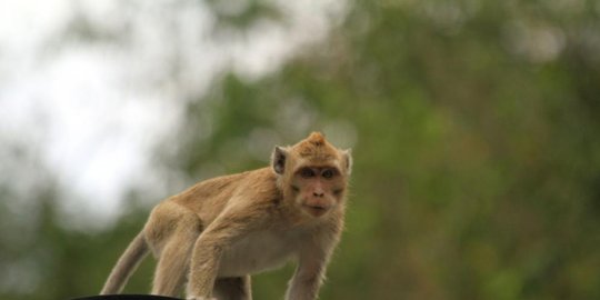wariskan harta buat monyet peliharaan rev3