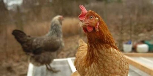 wariskan uang senilai usd 10 juta buat ayam kesayangannya rev2