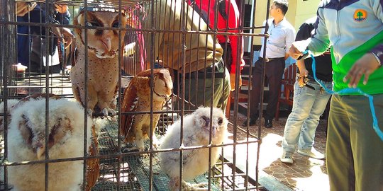 Polda Sulsel gagalkan penyelundupan 17 satwa lindung asal Kaltim