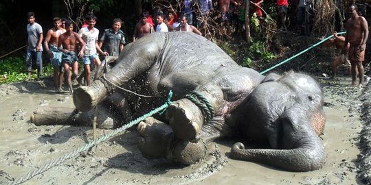 Tragis, gajah asal India tewas kelelahan usai berjalan 1.600 km