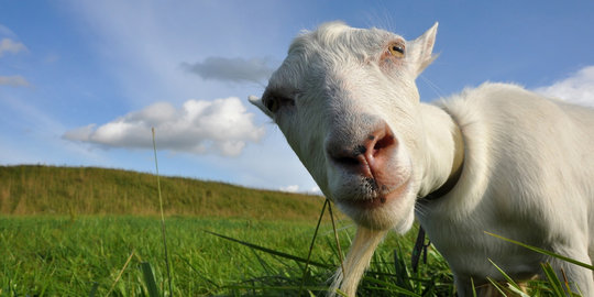 Jelang Idul Adha, harga kambing naik hingga Rp 500.000/ekor