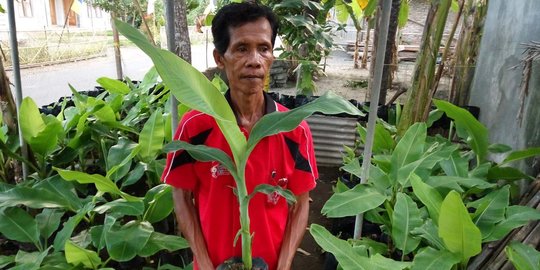 Lasiyo, petani pisang dari Bantul akan beri 'kuliah umum' di Italia