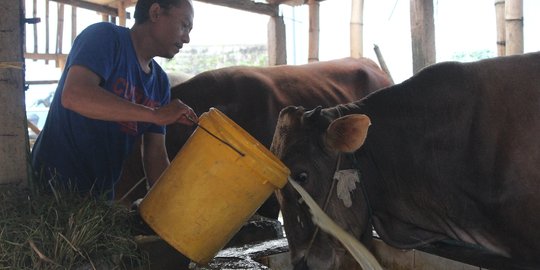 Pedagang hewan kurban di Malang mulai naikkan harga
