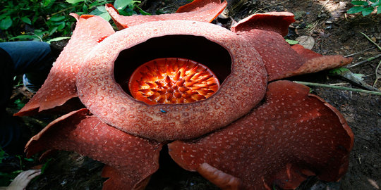 Rafflesia Arnoldii kembali mekar di dua hutan Bengkulu