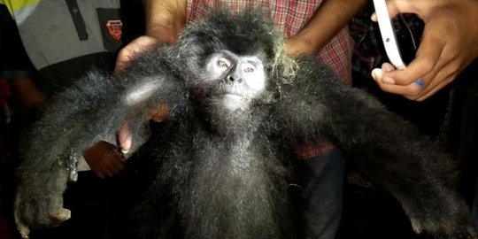 Masuk ke rumah warga, Lutung Jawa ditembak hingga tewas