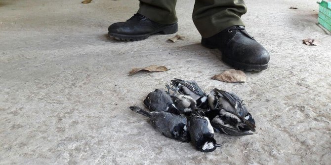 Ratusan Burung Bersuara Merdu Mati Di Bandara Adi Sumarmo Solo