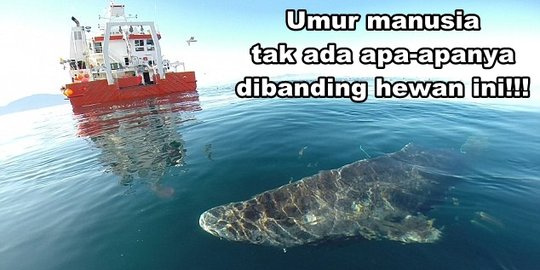 6 Hewan dengan umur paling panjang, dekati keabadian!