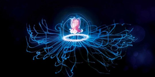turritopsis