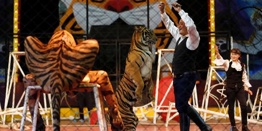 Atraksi menghibur harimau bersama sang pawang di Sriracha Tiger Zoo