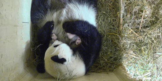 Momen langka panda di Austria melahirkan bayi kembar