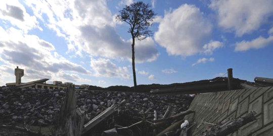 5 Pohon perkasa yang berhasil selamat dari bencana besar