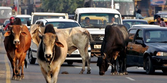 Sapi tewaskan 550 orang di jalanan India dalam setahun