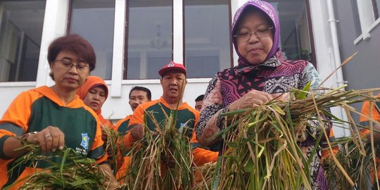 Risma panen padi varietas Membrano yang ditanam di kanopi Balai Kota