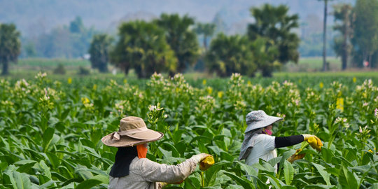 Manfaatkan isu penaikan harga rokok, tengkulak tekan petani tembakau