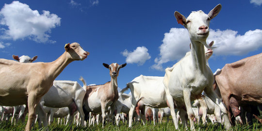 Harga hewan kurban terus meroket jelang Idul Adha