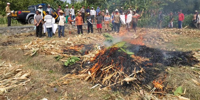 profil jokowi dan ahok petani tembakau ladang Tolak di Demak wacana naik, rokok harga bakar