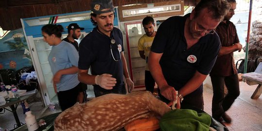 Meratapi hewan di kebun binatang Gaza dipindahkan akibat perang