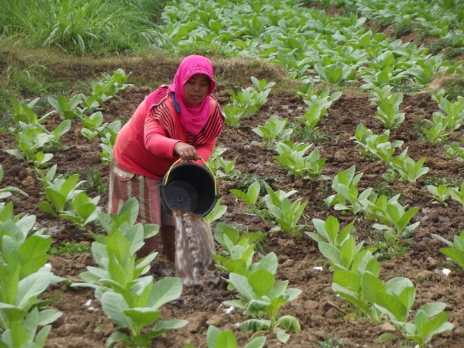 petani tembakau