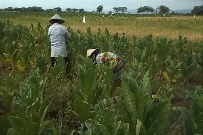 petani tembakau di kendal