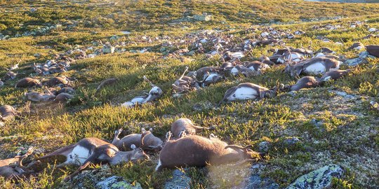 Tragis, ratusan rusa di Norwegia mati tersambar petir