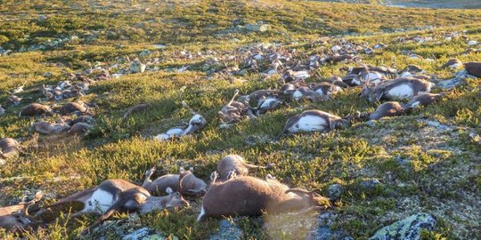 Lebih dari 300 rusa mati sekaligus disambar petir