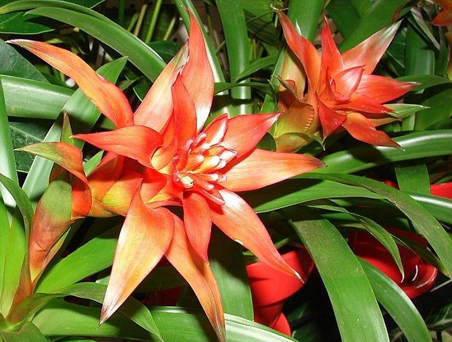 scarlet star