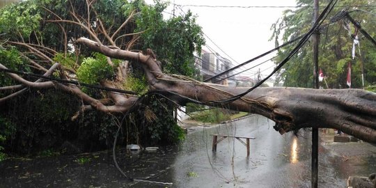 Hujan deras, pohon di Jakbar tumbang hingga merobohkan tiang listrik
