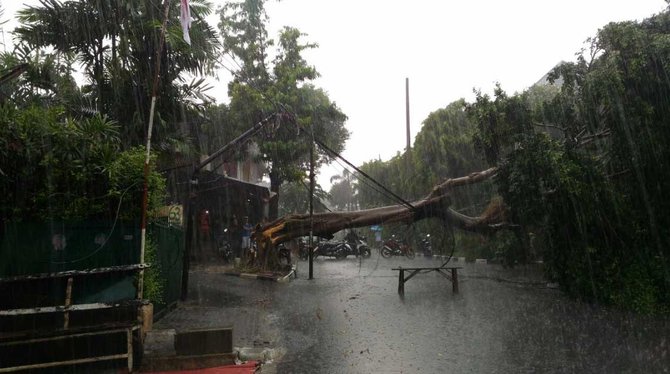 pohon tumbang di kota bambu utara