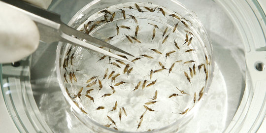 Virus Zika, pemerintah tingkatkan kewaspadaan di pelabuhan