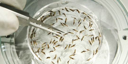 Menkes sebut suku Anak Dalam terinfeksi Virus Zika