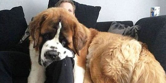 Tingkah lucu anjing-anjing berukuran raksasa