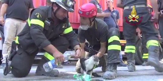 Enam hari terkubur puing gempa Italia, kucing ini selamat