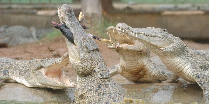 mau memancing ikan marjuhan nyaris diterkam buaya mau memancing ikan marjuhan nyaris diterkam buaya