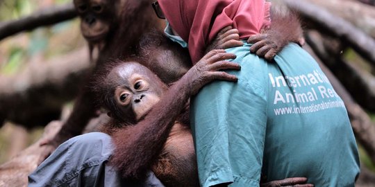 Melihat lebih dekat 'sekolah hutan' di Kalimantan