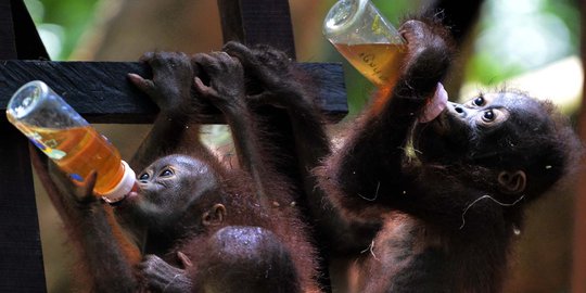 Tingkah lucu bayi orang utan saat asyik ngedot