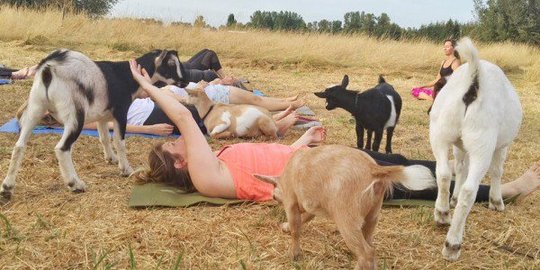 Sensasi unik sesi yoga bareng kambing di peternakan Oregon